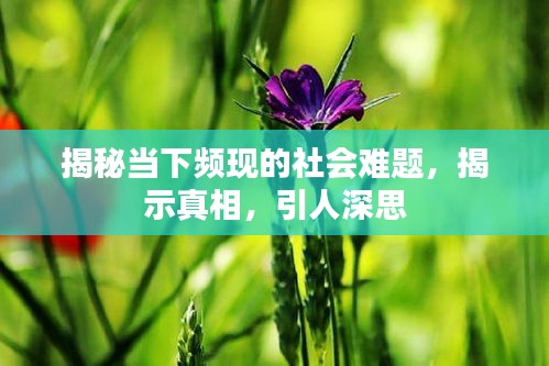 揭秘当下频现的社会难题，揭示真相，引人深思