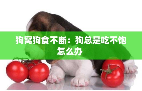 狗窝狗食不断：狗总是吃不饱怎么办 