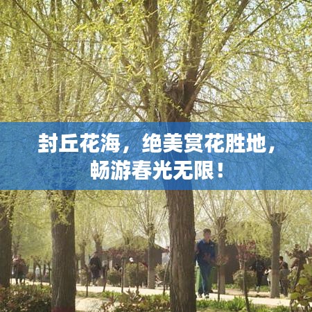 封丘花海，绝美赏花胜地，畅游春光无限！