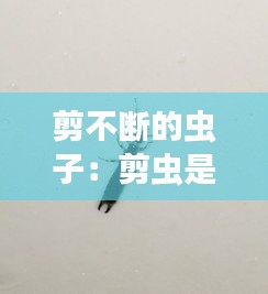 剪不断的虫子：剪虫是什么虫 