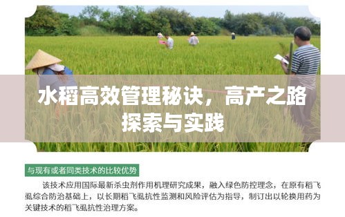 水稻高效管理秘诀，高产之路探索与实践