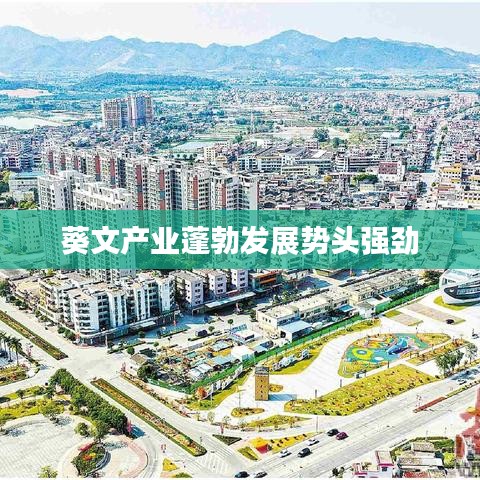 葵文产业蓬勃发展势头强劲