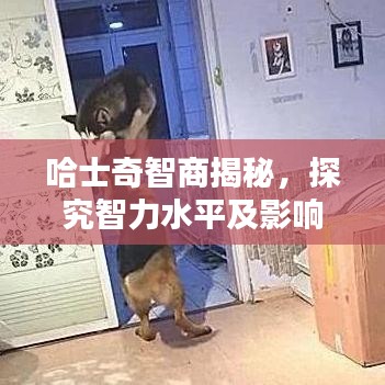 哈士奇智商揭秘，探究智力水平及影响因素，排名全球前列！