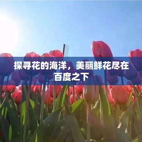 探寻花的海洋，美丽鲜花尽在百度之下